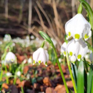 Märzenbecher im Frühling – Waldführung Frühlingsflirt im Unterholz