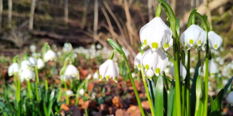 Märzenbecher im Frühling – Waldführung Frühlingsflirt im Unterholz