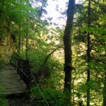 Bild von einem Waldstück mit Brücke im Südschwarzwald auf dem Schluchtensteig