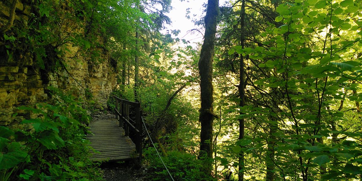 Bild von einem Waldstück mit Brücke im Südschwarzwald auf dem Schluchtensteig
