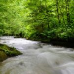 Rötelbachtal im Nordschwarzwald – Buchen und moosbedeckte Felsen