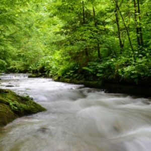 Rötelbachtal im Nordschwarzwald – Buchen und moosbedeckte Felsen