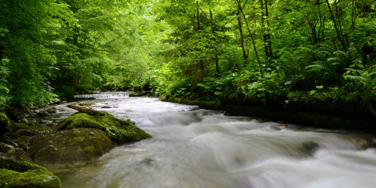 Rötelbachtal im Nordschwarzwald – Buchen und moosbedeckte Felsen