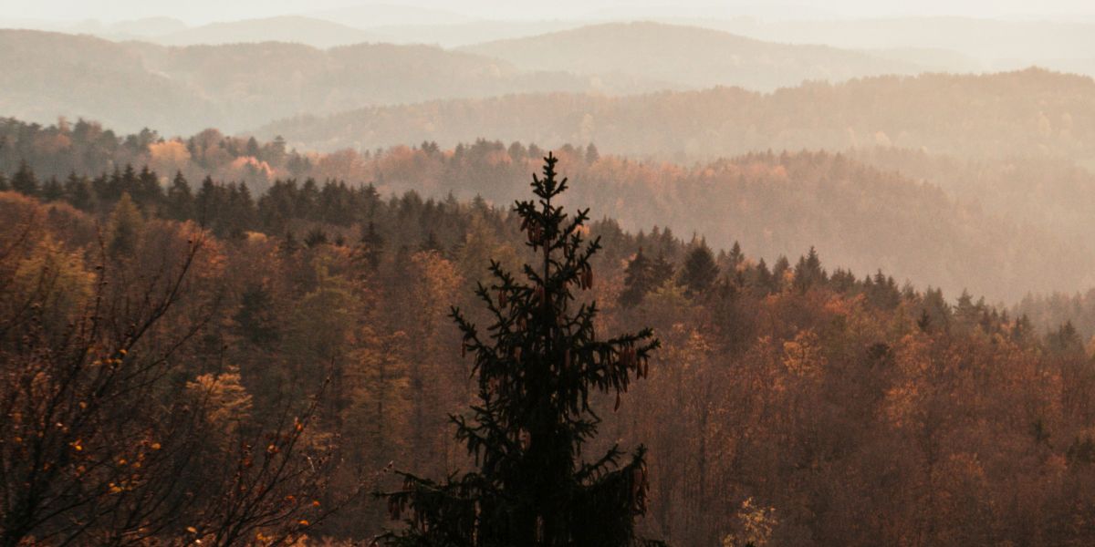 Bild auf sonnenbeschienene Baumwipfel