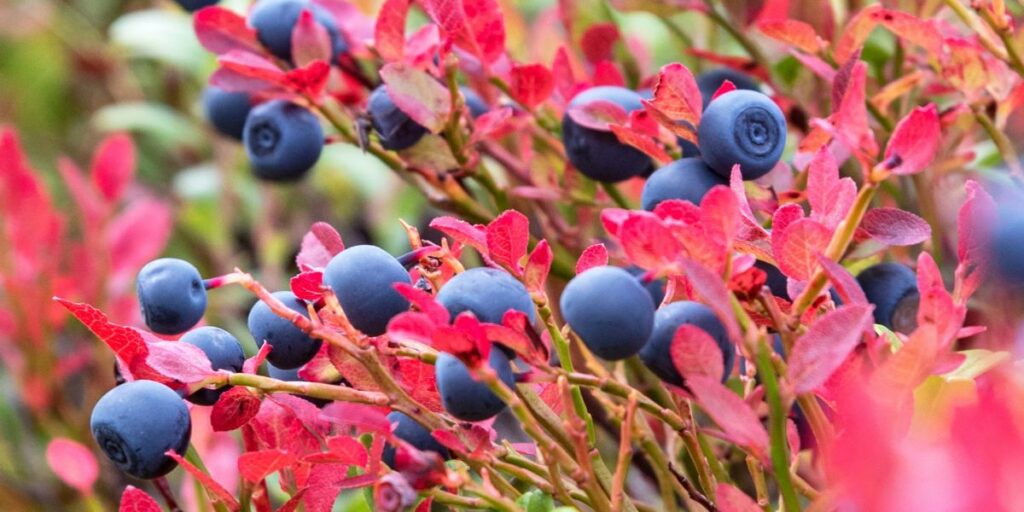 Nahaufnahme von Blaubeeren mit roten Blättern