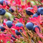 Nahaufnahme von Blaubeeren mit roten Blättern