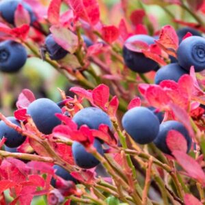 Nahaufnahme von Blaubeeren mit roten Blättern
