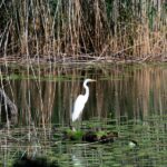 Rheinauen bei Hördt – geführte Wanderung in der Natur