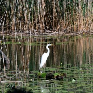 Rheinauen bei Hördt – geführte Wanderung in der Natur