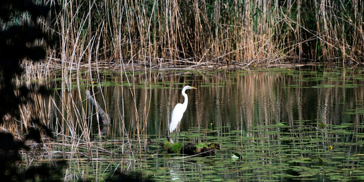 Rheinauen bei Hördt – geführte Wanderung in der Natur